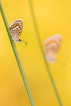 RF - Silver-studded blue butterfly (Plebejus argus) roosting on Marram grass (Ammophila arenaria), another in background. Cornwall, England, UK. June. (This image may be licensed either as rights mana...