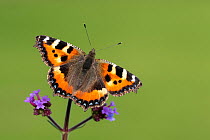 RF - Small tortoiseshell butterfly (Aglais urticae) nectaring on Verbena (Verbena sp). Cornwall, England, UK. September. (This image may be licensed either as rights managed or royalty free.)