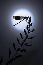 RF - Banded demoiselle damselfly (Calopteryx splendens) male roosting on grass panicle, silhouetted at night against full moon. Cornwall, England, UK. July. (This image may be licensed either as right...
