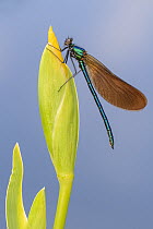 RF - Beautiful demoiselle damselfly (Calopteryx virgo) female resting on Yellow flag iris (Iris pseudacorus) bud. Cornwall, England, UK. May. (This image may be licensed either as rights managed or ro...