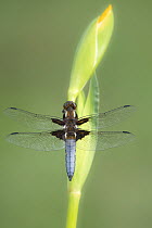 RF - Broad-bodied chaser dragonfly (Libellula depressa) male resting on Yellow flag iris (Iris pseudacorus) bud. Cornwall, England, UK. May. (This image may be licensed either as rights managed or roy...