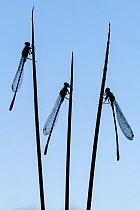 RF - Common blue damselfly (Enallagma cyathigerum), three roosting on sedge, silhouetted at dawn. Broxwater, Cornwall, England, UK. July. (This image may be licensed either as rights managed or royalt...