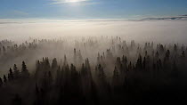 Aerial shot of morning fog over mountain forest, Golsfjell, Buskerud, Norway, July.