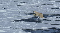 Female Polar bear (Ursus maritimus) with a radio collar for scientific tracking, walking across floating ice sheets and jumps across sea channel, Hornsund, South Spitsbergen National Park, Svalbard, N...