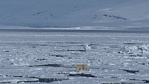 Female Polar bear (Ursus maritimus) with a radio collar for scientific tracking, walking across floating ice sheets, Hornsund, South Spitsbergen National Park, Svalbard, Norway, May.