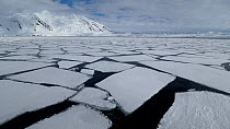 Spring sea ice, large sheets of floating ice off Hornsund, South Spitsbergen National Park, Norway.