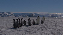 Two adult Emperor penguins (Aptenodytes forsteri) accompanying a small group of chicks walking towards camera, the chicks pause and the adults move past them, with one leaving the frame, Snow Hill Isl...