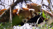 Red panda (Ailurus fulgens fulgens), two juveniles. Eastern Nepal. Screen grab from video.