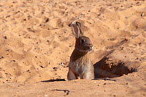European rabbit (Oryctolagus cuniculus) in burrow. Introduced species. Coongie Lakes National Park, Innamincka, South Africa.