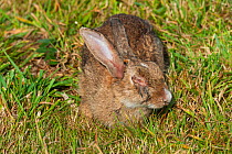 European rabbit (Oryctolagus cuniculus) with injured eye, Ouessant / Ushant Island, France.