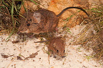 Short-eared elephant shrew (Macroscelides proboscideus) female with young, captive, occurs in Southern Africa.