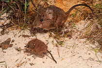 Short-eared elephant shrew (Macroscelides proboscideus) female with young, captive, occurs in Southern Africa.