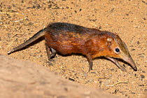 Chequered seng (Rhynchocyon cirnei) captive at zoo. Occurs in Africa.