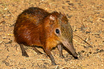 Chequered seng (Rhynchocyon cirnei) captive at zoo. Occurs in Africa.