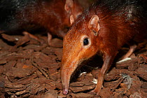 Black and rufous elephant shrew (Rhynchocyon petersi) captive, Endangered species. Occurs in Africa.