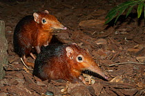 Black and rufous elephant shrew (Rhynchocyon petersi) captive, Endangered species. Occurs in Africa.