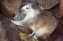 Desmarest&#39;s hutia (Capromys pilorides) profile, captive in zoo. Endemic to cuba
