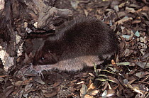 Hispaniolan hutia (Plagiodontia aedium) captive, Endangered species Endemic to the island of Hispaniola.