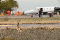 Granada hare (Lepus granatensis) hidden in grass, Perpignan-Rivesaltes Airport, south west France.