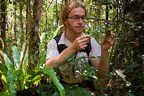Photographer Alex Hyde exploring the forest for insect species. Andasibe-Mantadia National Park, Madagascar. 2009