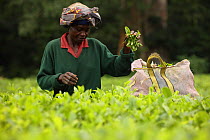 Tea picker in tea plantation at edge of Kakamega rainforest, tea plantation used as a buffer to protect forest. Kenya. 2017.