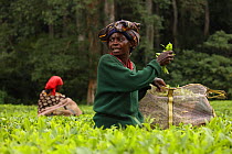 Tea pickers in tea plantation at edge of Kakamega rainforest, tea plantation used as a buffer to protect forest. Kenya. 2017.