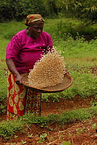 Luhya woman winnowing corn. Kakamega forest, Kenya. 2017.