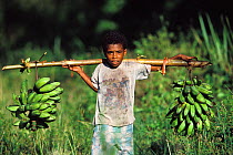 Boy carrying bunches of bananas. Salawati Island, West Papua, New Guinea, Indonesia.