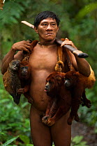 Huaorani Indian, Ontagamo Kaimo, hunting in Amazon rainforest, dead Colombian red howler monkeys (Alouatta seniculus) and South American coati (Nasua nasua) slung over shoulders. Animals shot using bl...