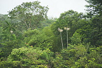 Swamp forest, Kaw-Roura Marshland National Nature Reserve, French Guiana. 2015.