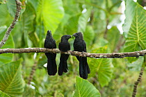 Smooth-billed ani (Crotophaga ani), three perched on branch in forest, adult feeding chick. Kaw-Roura Marshland National Nature Reserve, French Guiana.