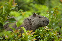 Capybara (Hydrochoerus hydrochaeris) in forest. Tresor Regional Nature Reserve, French Guiana.