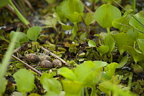 Wattled jacana (Jacana jacana) eggs on nest in wetland. Kaw-Roura Marshland National Nature Reserve, French Guiana.