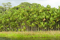 Wetland in Kaw-Roura Marshland National Nature Reserve, French Guiana. 2015.