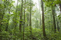Rainforest in Tresor Regional Nature Reserve, French Guiana.