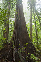 Tree trunks in rainforest. Tresor Regional Nature Reserve, French Guiana.