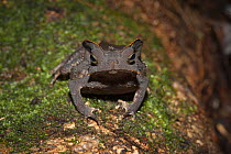 South American common toad (Rhinella margaritifera) on mossy log. Tresor Regional Nature Reserve, French Guiana.