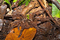 Goliath birdeater spider (Theraphosa leblondi). Tresor Regional Nature Reserve, French Guiana.