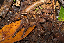 Goliath birdeater spider (Theraphosa leblondi). Tresor Regional Nature Reserve, French Guiana.