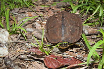 Spot legged turtle (Rhinoclemmys punctularia). French Guiana.