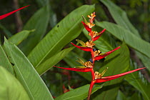 Parakeetflower (Heliconia psittacorum). Kaw, French Guiana.