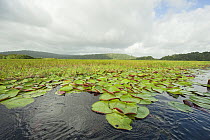 Lily pads in wetland. Kaw-Roura Marshland National Nature Reserve, French Guiana. 2015.