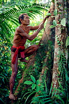 Mentawai medicine man, Aman Baoi, climbing tree in rainforest to collect herbs. Siberut Island, Mentawai Islands, Indonesia.