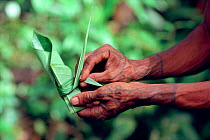 Mentawai medicine man with tattoed hands gathering herbs. Siberut Island. Indonesia.