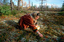Nenets woman, Nadia, picking Mountain cranberries (Vaccinium vitis-idaea) in autumn. Yamalo-Nenets, Western Siberia, Russia.