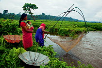Bodo women fishing in a monsoon stream on the periphery of Nameri National Park, Assam, India.