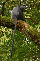 Stuhlmann&#39;s blue monkey (Cercopithecus mitis stuhlmanni) Kakamega forest, Kenya&#39;s only remant of Guineo-Congolian rainforest, Kenya.