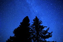 Pine and fir trees at night with the Milky Way and stars in the sky. Bieszczady Mountains, Poland. September.