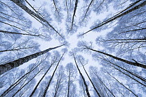 Wintery forest of Silver Birches (Betula pendula) photographed from below with a wide angle lens. Bialowiela National Park, Poland. January.