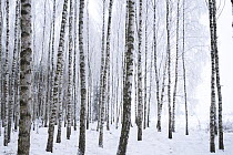Wintery forest of Silver Birches (Betula pendula) Bialowiela National Park, Poland. January.